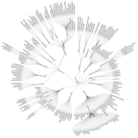 Radial Dendrogram